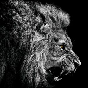 Meet your Posher, Jay